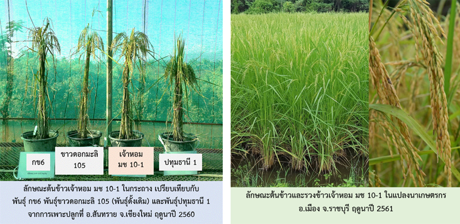 ข้าวเจ้าหอม มช 10-1