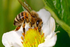 พฤติกรรมของผึ้งในการผสมเกสรสตรอเบอรี